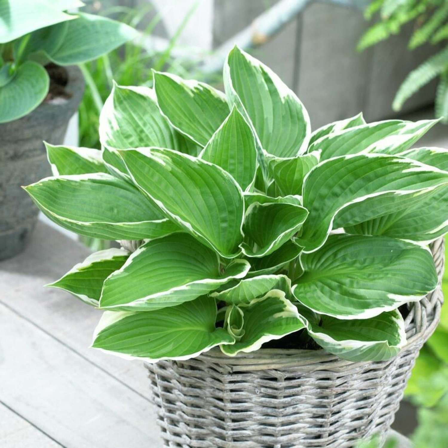 Hosta ‘Francee’